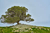 20241004153321_Solitary_Tree_on_Granite_Hill